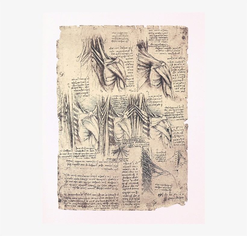 Svg Library Download Anatomical Drawing Leonardo - Metal Print: Drawing Of The Muscles, transparent png #4522823