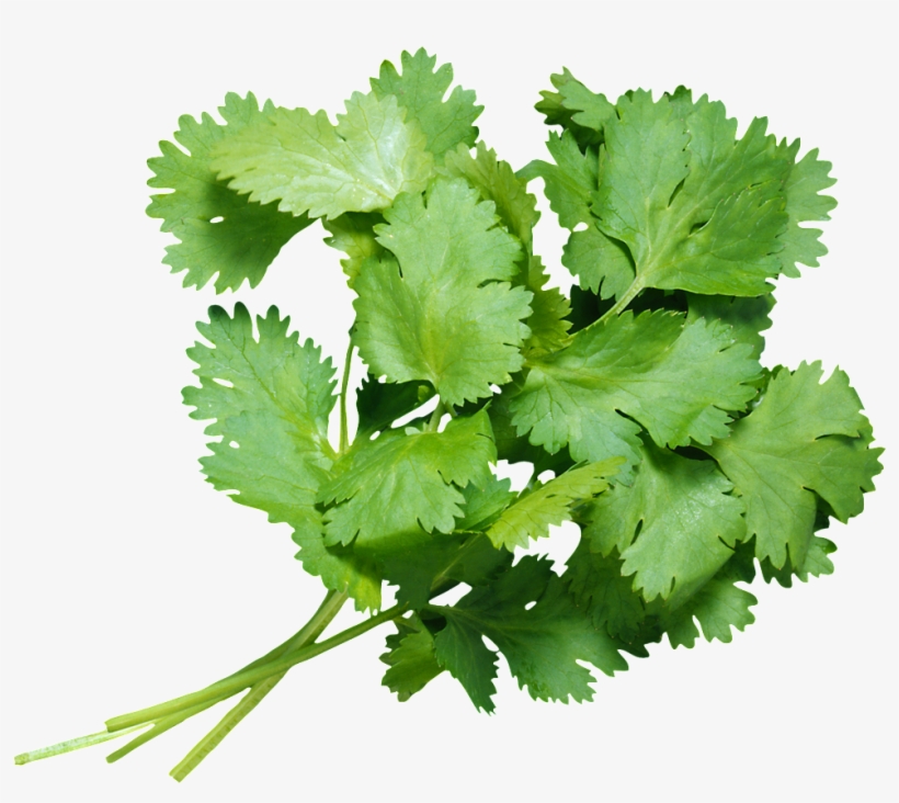 Fresh Coriander Transparent - 香菜 Png, transparent png #4523652