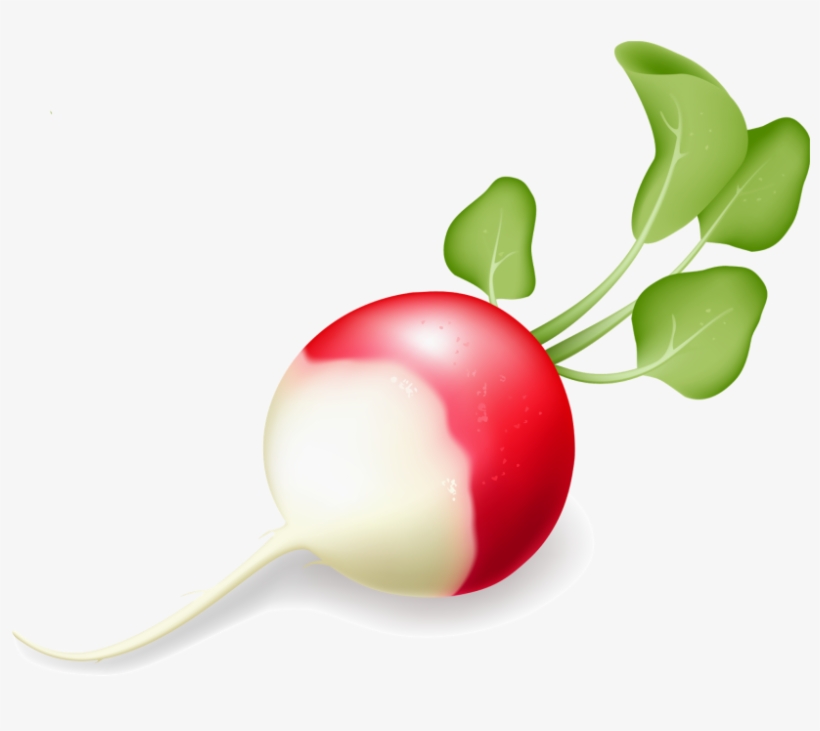 Radish - Vegetable, transparent png #4524904
