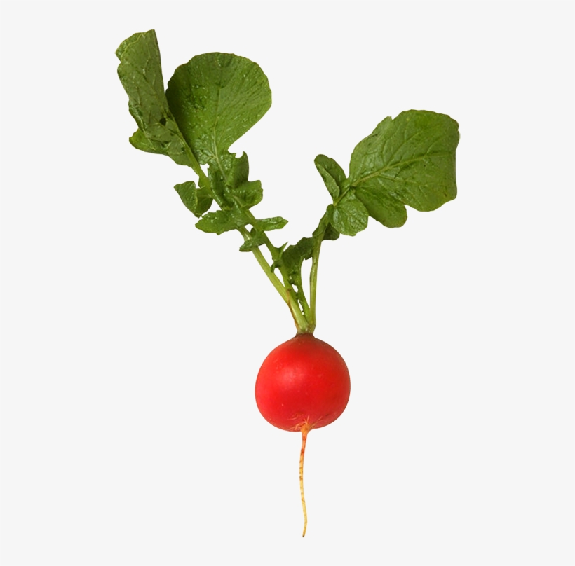 Radishes - Types Of Roots For Grade 3, transparent png #4525489