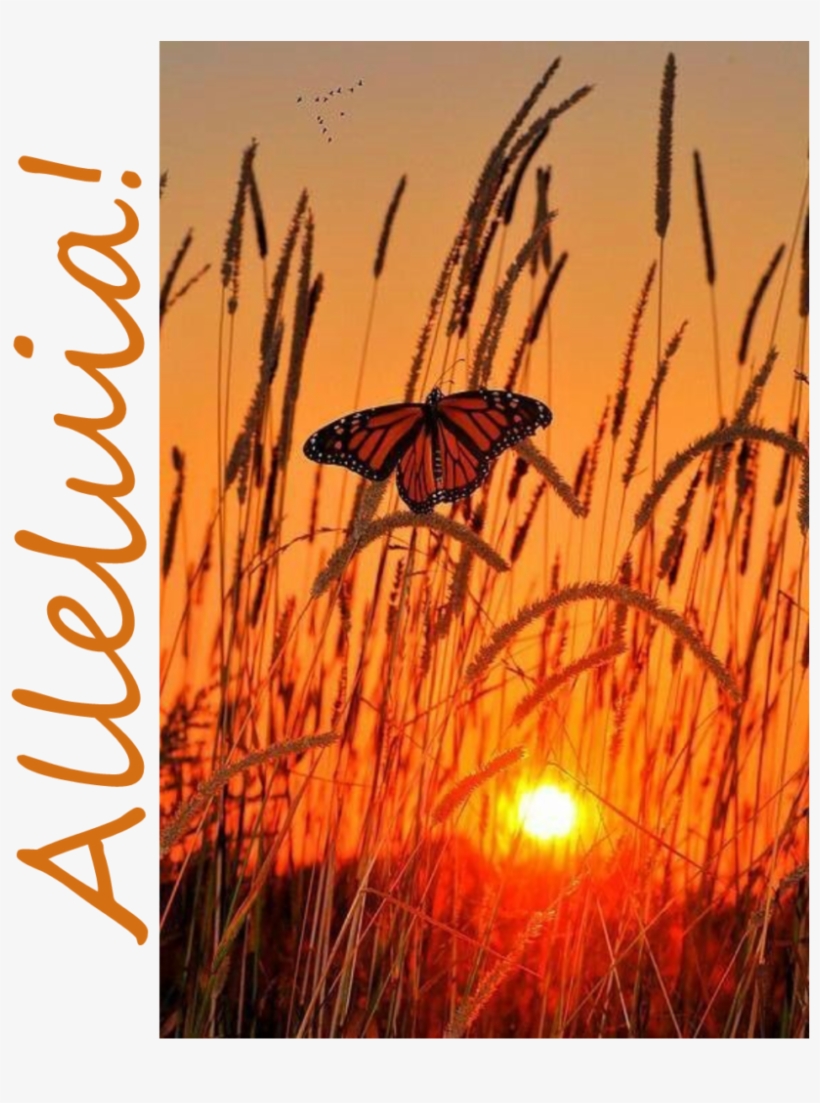 Easter Sunday, April 1, 2018, Worship Bulletin, Prayer - Sunrise Butterfly, transparent png #4526446