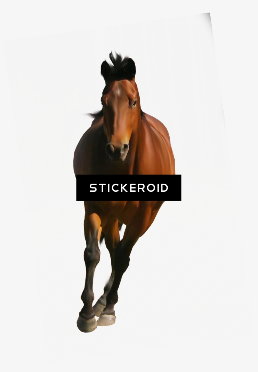 Horse - Portable Network Graphics, transparent png #4527304