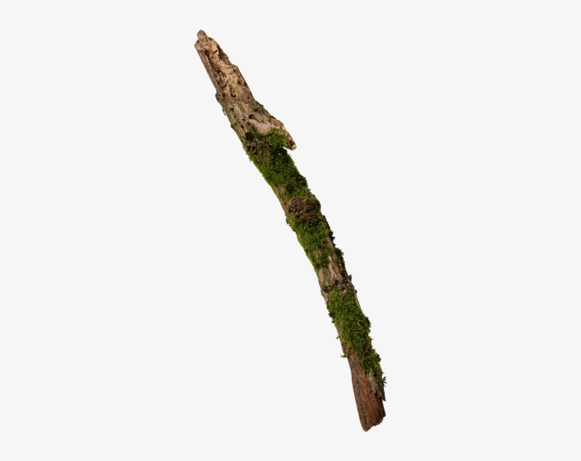 Mossy Tree Branch - Branch, transparent png #4528032