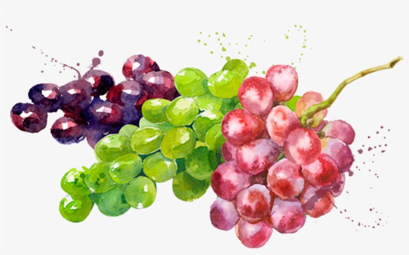 Prod Fruta Uvas - Simple Modern High-quality Watermelon Olives Grapes, transparent png #4528033