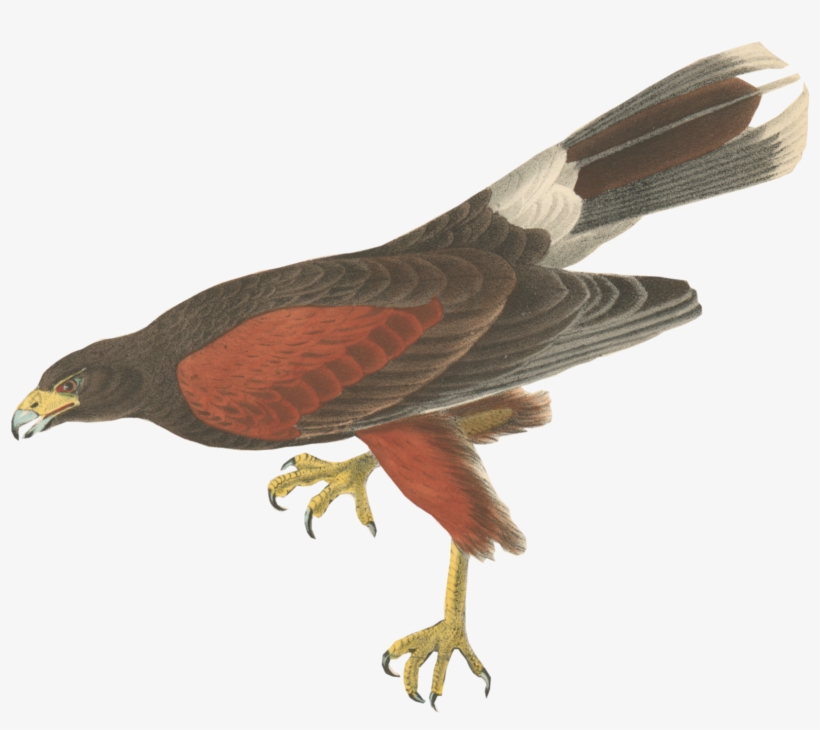 Bird1 - Poster: Harris' Hawk, 11x17in., transparent png #4529453