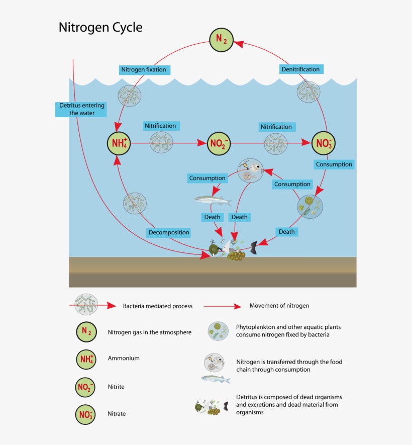 22 March - Nutrient Cycle In Lakes, transparent png #4531920