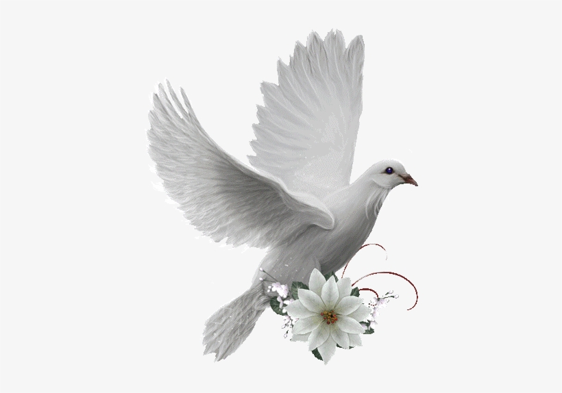 Birds, Animals, Beautiful, Polyvore, Cards, Backgrounds, - Océan De Joie En Jésus Bon Dimanche, transparent png #4532135