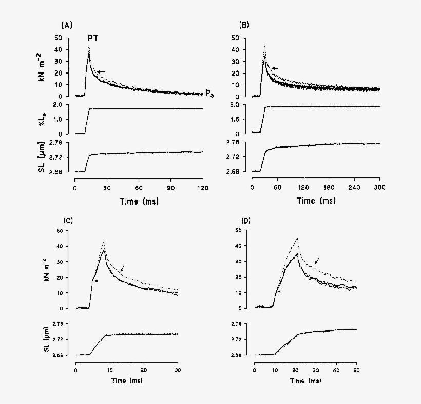 The Tension And Sarcomere Length (lower Traces) Changes - Muscle, transparent png #4534083