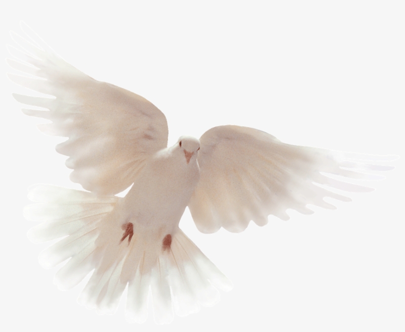 Thankyou All For Your Condolences, transparent png #4534109