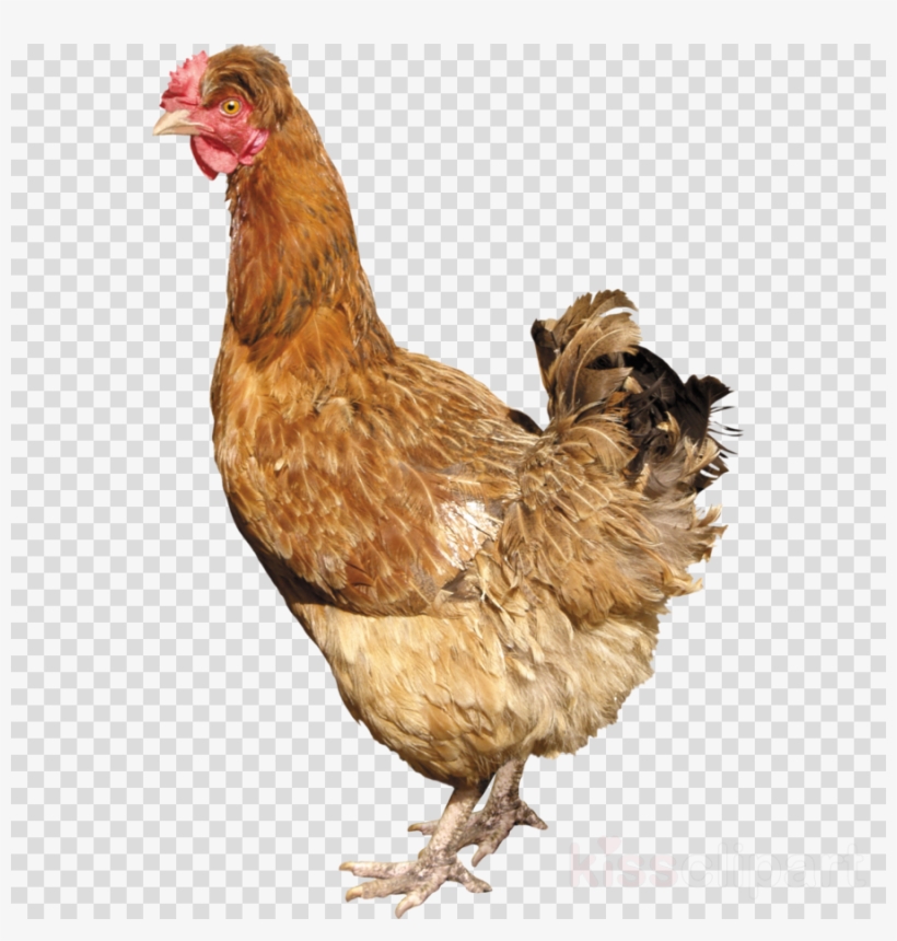 Chicken Png Clipart Fried Chicken Roast Chicken - Silkie Chicken Png, transparent png #4534155