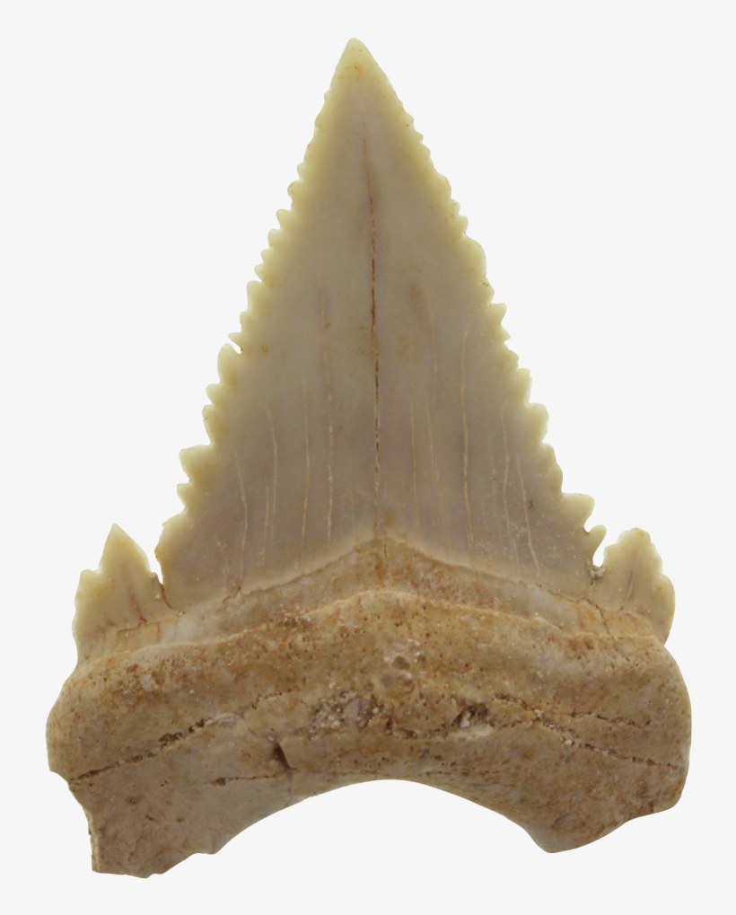 Authentic Shark´s Tooth Fossil - Authentique Dent De Requin Fossile, transparent png #4534939