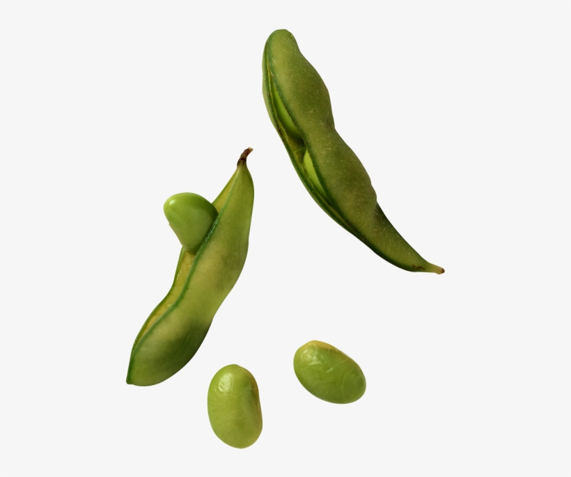 Broad Bean - Soja, transparent png #4539407
