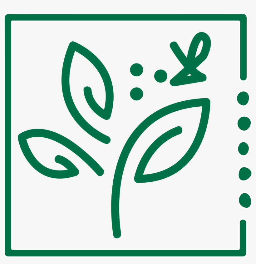 Green Coffee Beans For Home Roasters - Green Coffee Extract, transparent png #4539932