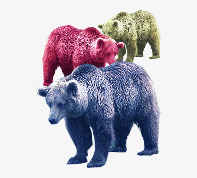 Fur Vector Bear Banner Library Library - Bear, transparent png #4540048