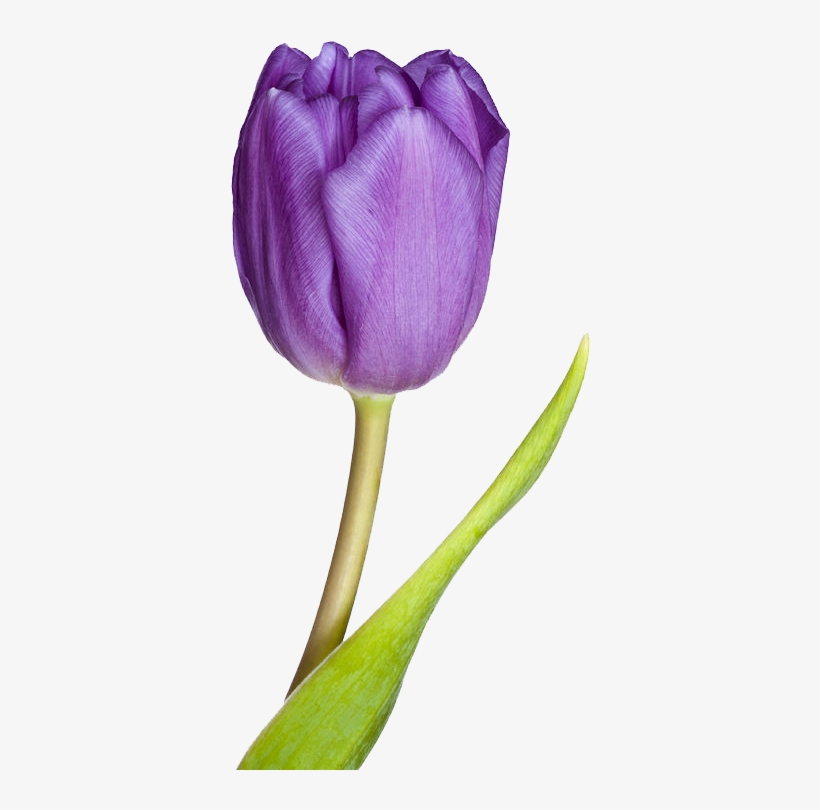 Tulip Png - Purple Tulip, transparent png #4540436