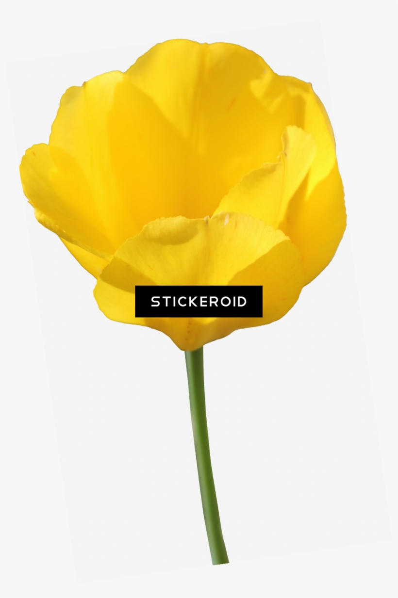 Yellow Tulip Flowers - Tulip, transparent png #4540621