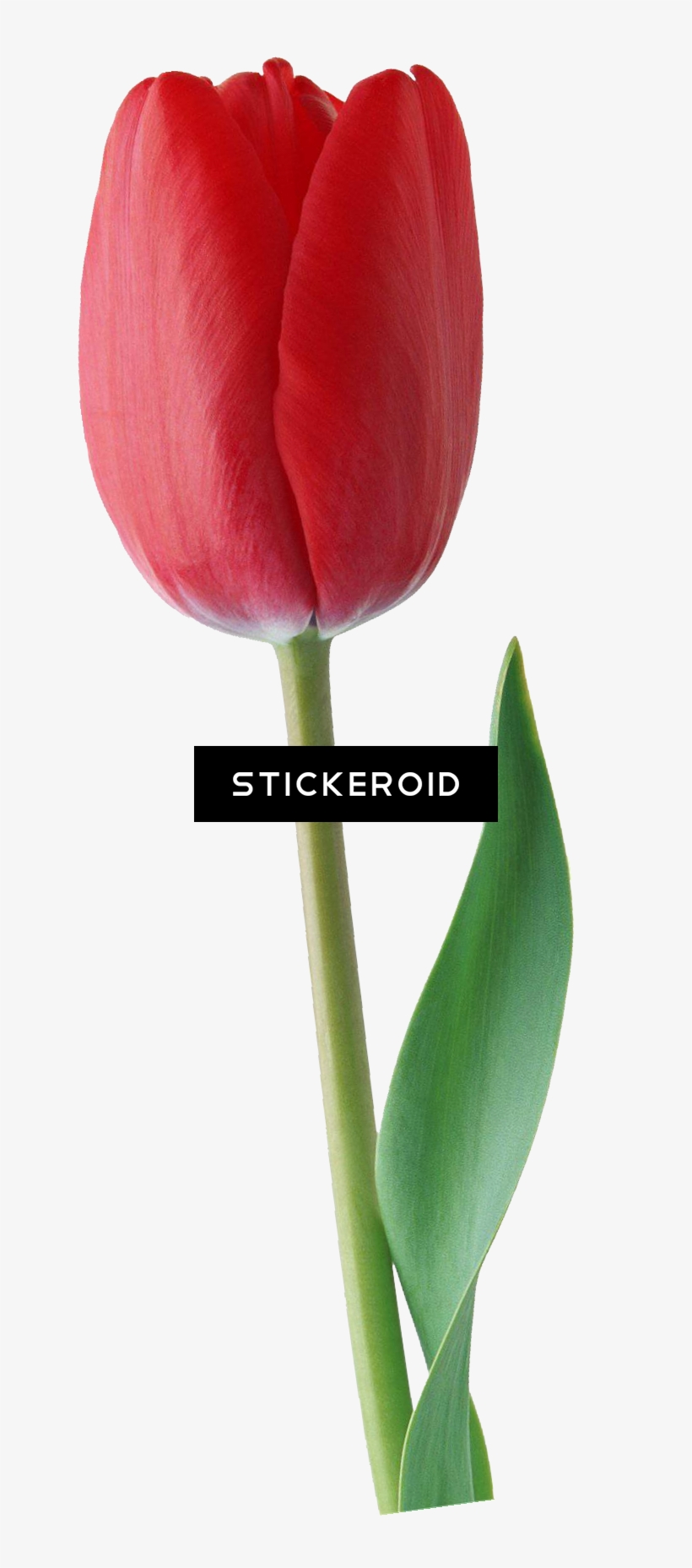 Tulip Flowers - Sprenger's Tulip, transparent png #4540858