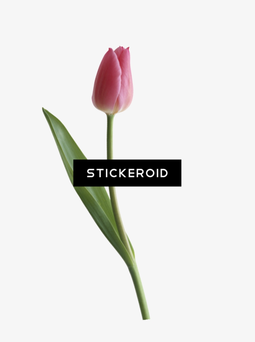 Tulip - Sprenger's Tulip, transparent png #4540914