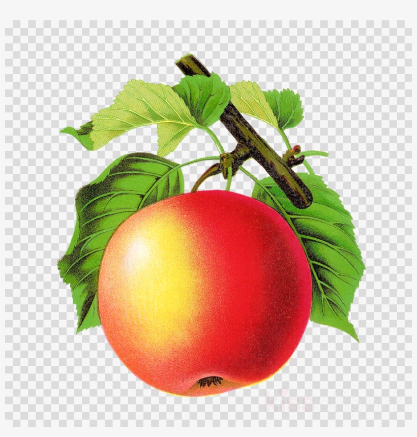 Apple Vintage Png Clipart Tomato Apple Clip Art - Vintage Apple Png, transparent png #4541086