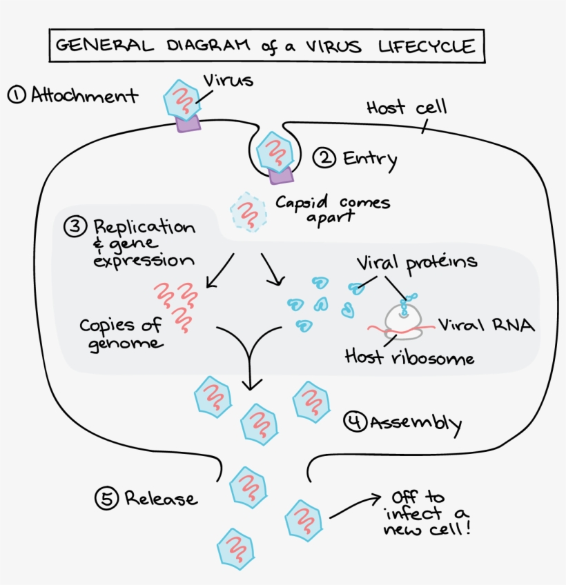 Role Of Phagocytes In Innate Or Nonspecific Immunity - Ciclo De Vida Virus, transparent png #4543802