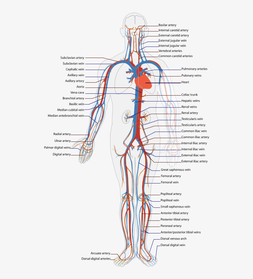 Circulatory System Diagram Health Medicine And Anatomy - Capillary In Human Body, transparent png #4543957