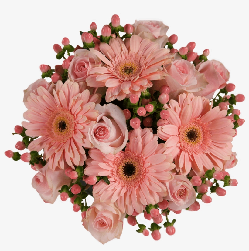 Peach Cobbler - Barberton Daisy, transparent png #4545029