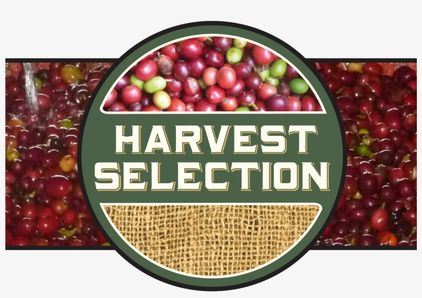 Nicaragua • Finca Un Regalo De Dios • El Aserradero - Carrboro Coffee Company, transparent png #4545598