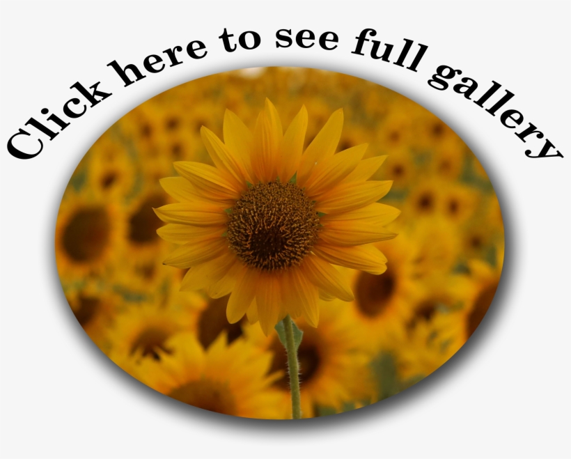 Atlantic Puffins, transparent png #4545886