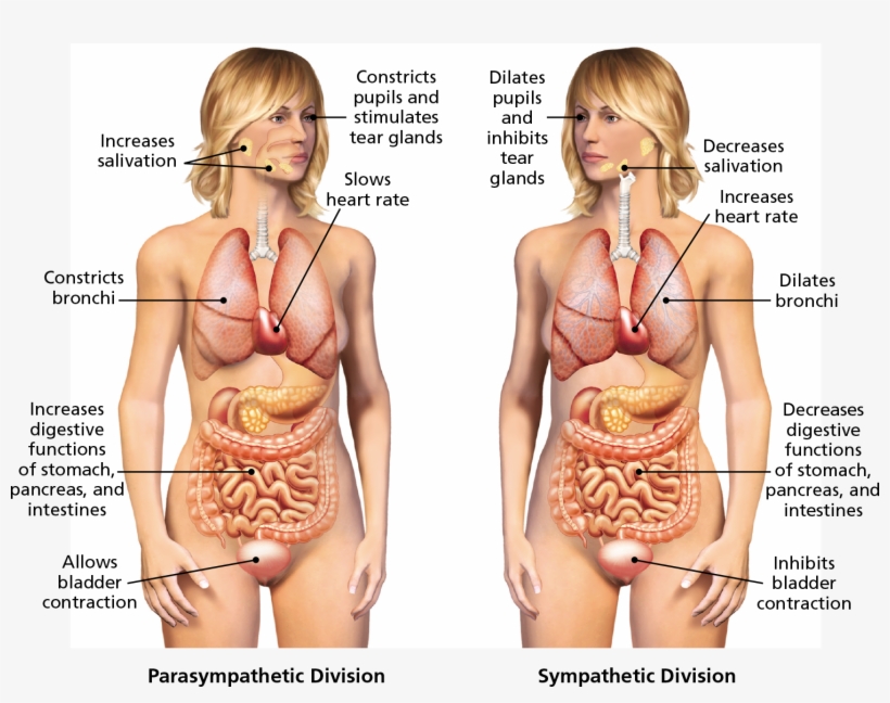 Two Drawings Show The External And Internal Organs - Autonomic Nervous System Female, transparent png #4546342
