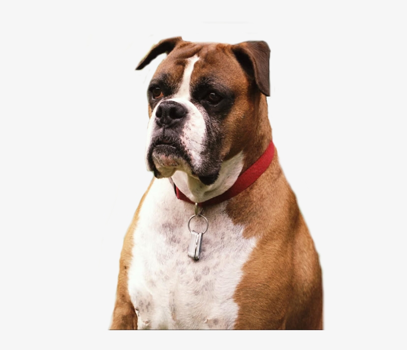 Dog Png, transparent png #4547276
