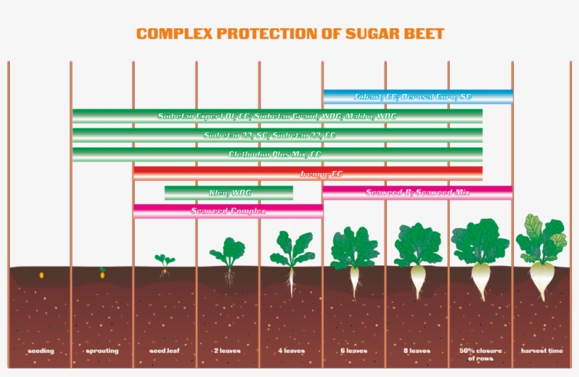 Agricultural Crops - Sugar Beet, transparent png #4549982