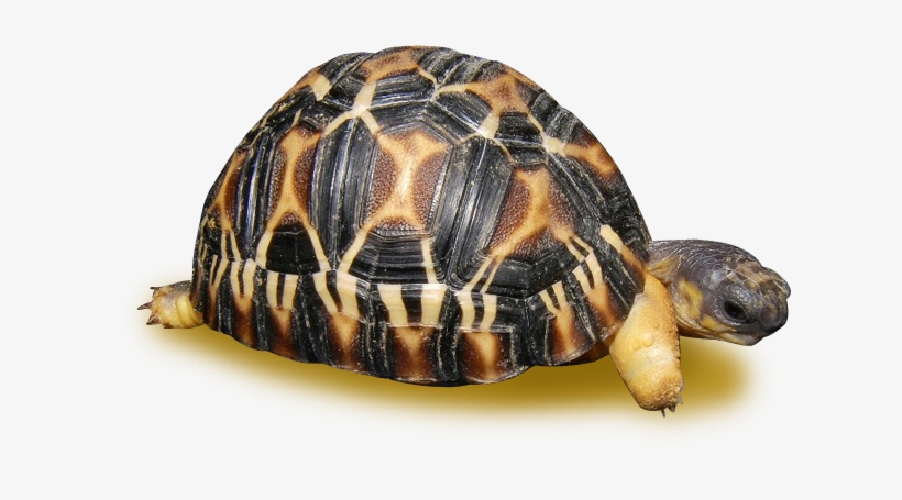 Radiated Tortoise, transparent png #4551576