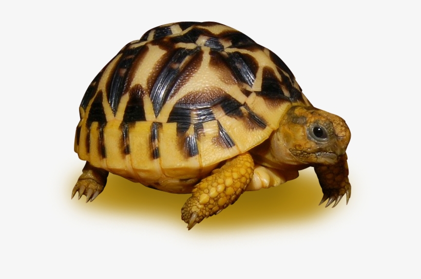 Sri Lanken Star Tortoise - Sri Lankan Star Tortoise Adult, transparent png #4551702