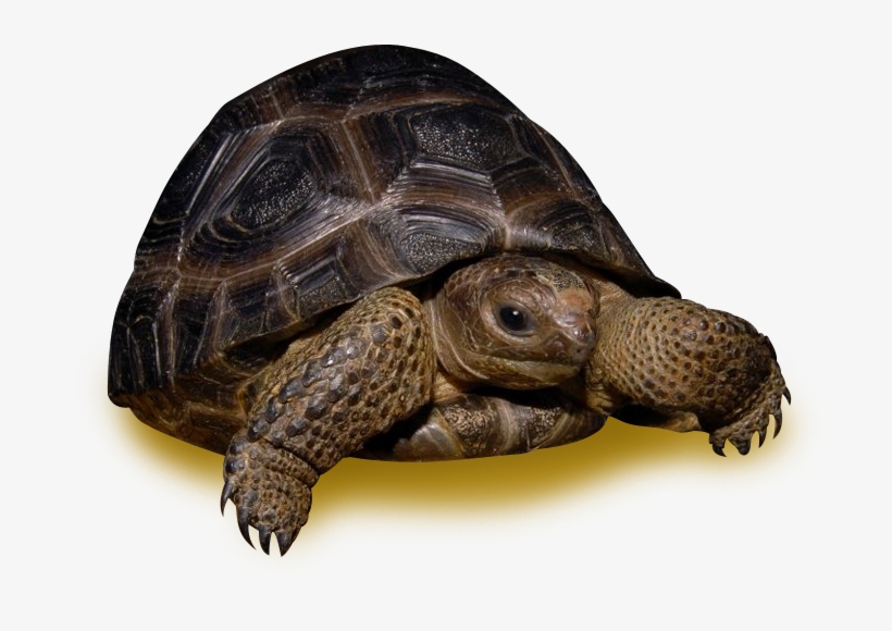 Aldabra Tortoise - 35 Pound Tortoise, transparent png #4552088