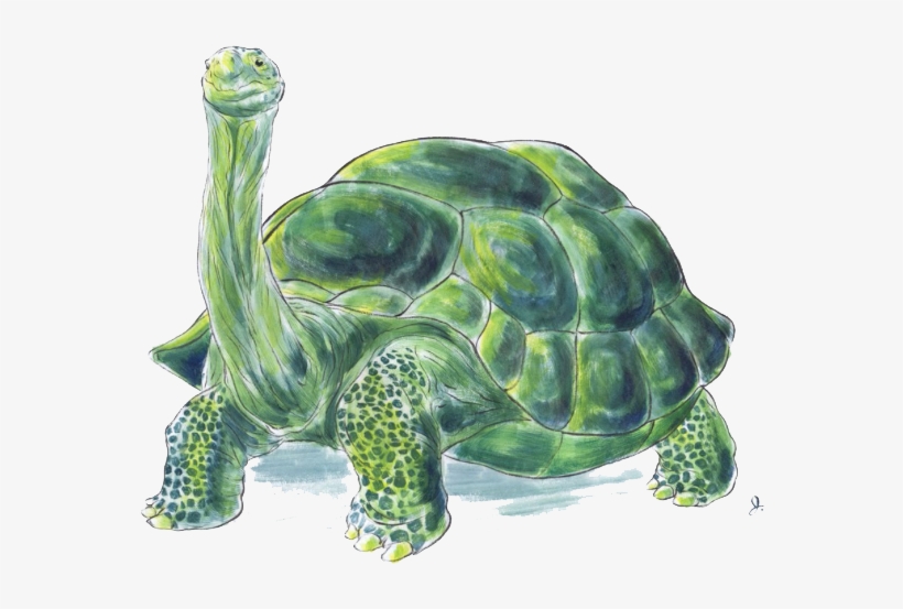 $250 - Tortoise - Painting Of A Tortoise, transparent png #4552094