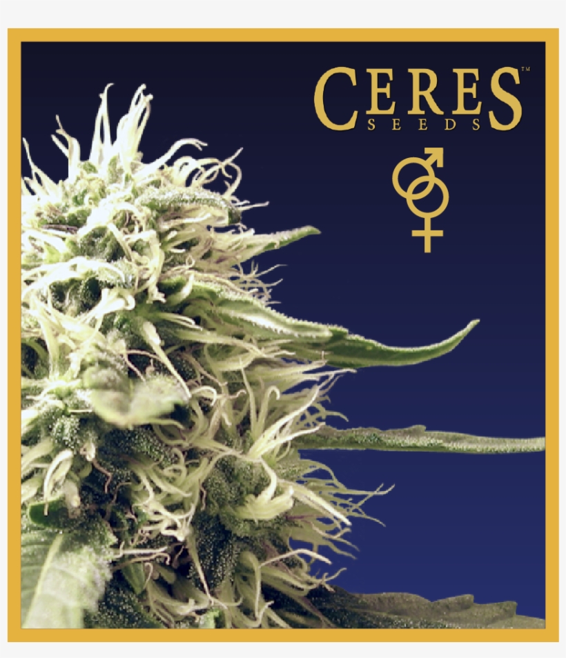 Regular Seeds, Ceres Skunk - Ceres Seeds, transparent png #4552962