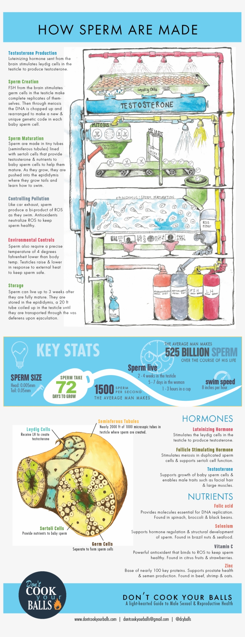 How Sperm Are Made - Plan, transparent png #4560861