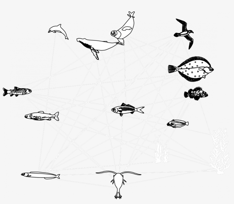 Key Species In The Foodweb, Providing An Important - Sketch, transparent png #4561863