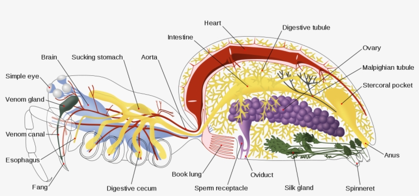 Spider Internal Anatomy-en - Anatomy Of A Spider, transparent png #4562333