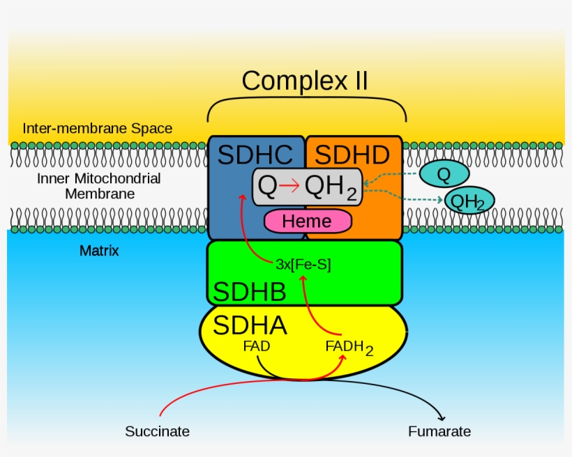 Succinate Dehydrogenase, transparent png #4564131
