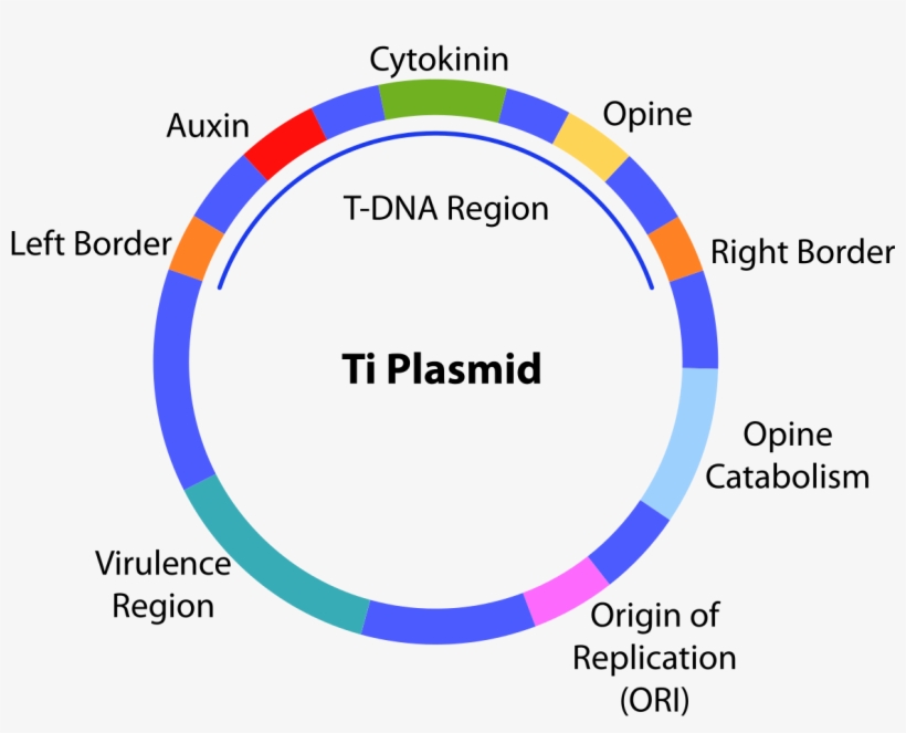 Plasmids Of Prokaryotic Cell, transparent png #4565284