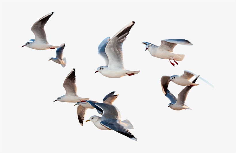 Birds Flying Png - Paragraph Of I Would Be A Bird, transparent png #4565999