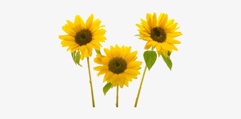 Sunflower Birthday Animated Wallpaper Background 640 - ดอก ทานตะวัน ดอก เดียว, transparent png #4566275