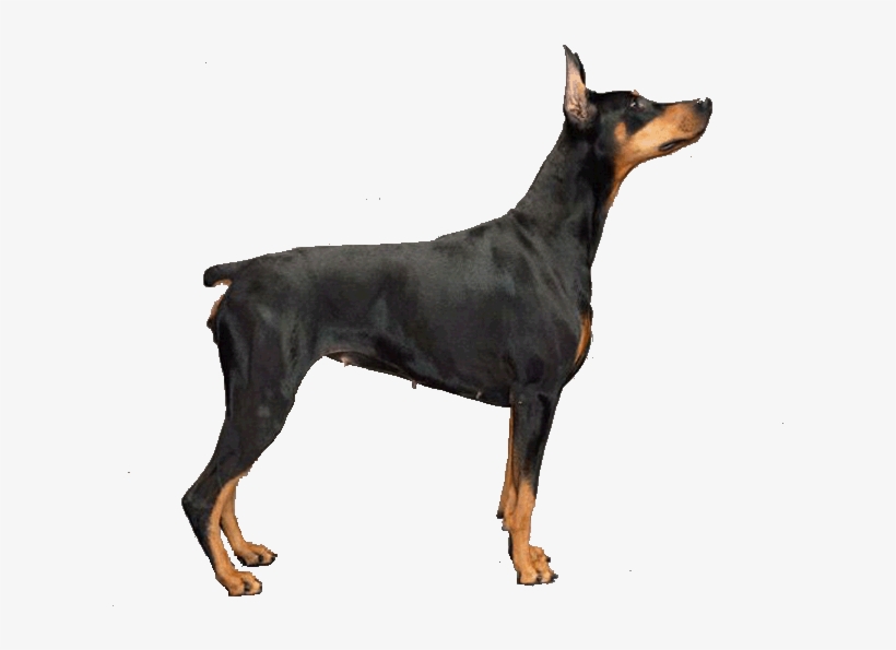 Dobermann - Skin Dog Sims 3, transparent png #4572923