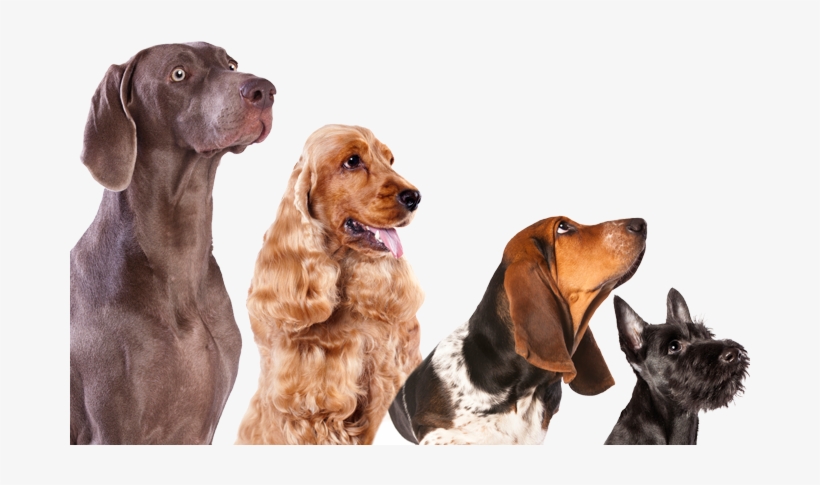 Death Of A Dog Whisperer [book], transparent png #4572980