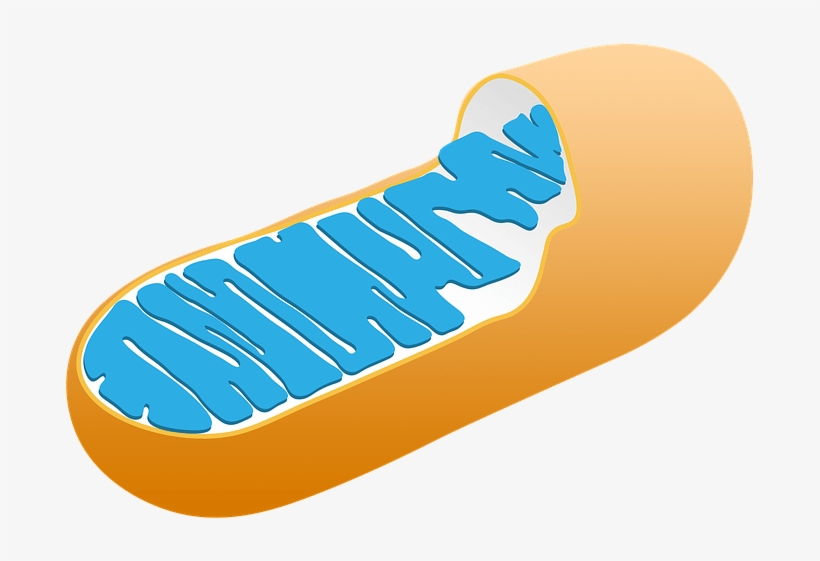 The Function Of The Mitochondria In Both Plant And - Animal Mitochondria, transparent png #4575144