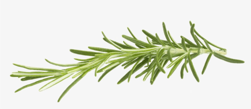 Rosemary - Rosemary Png, transparent png #4575145