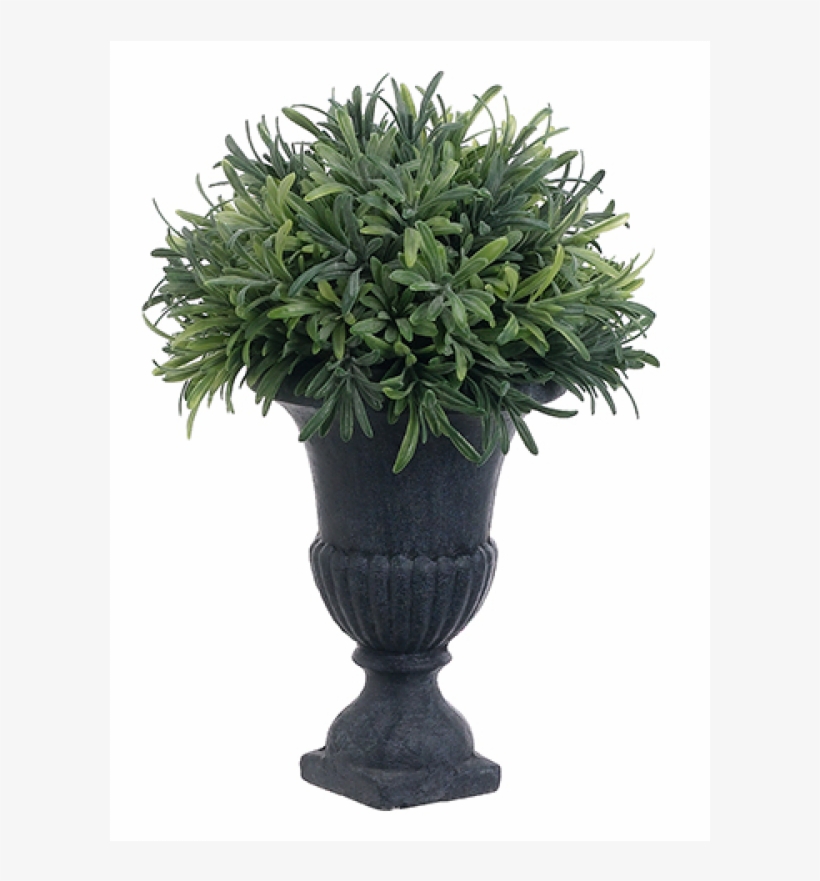 11" Rosemary Ball Topiary In Urn Frosted Green - Inch, transparent png #4575281