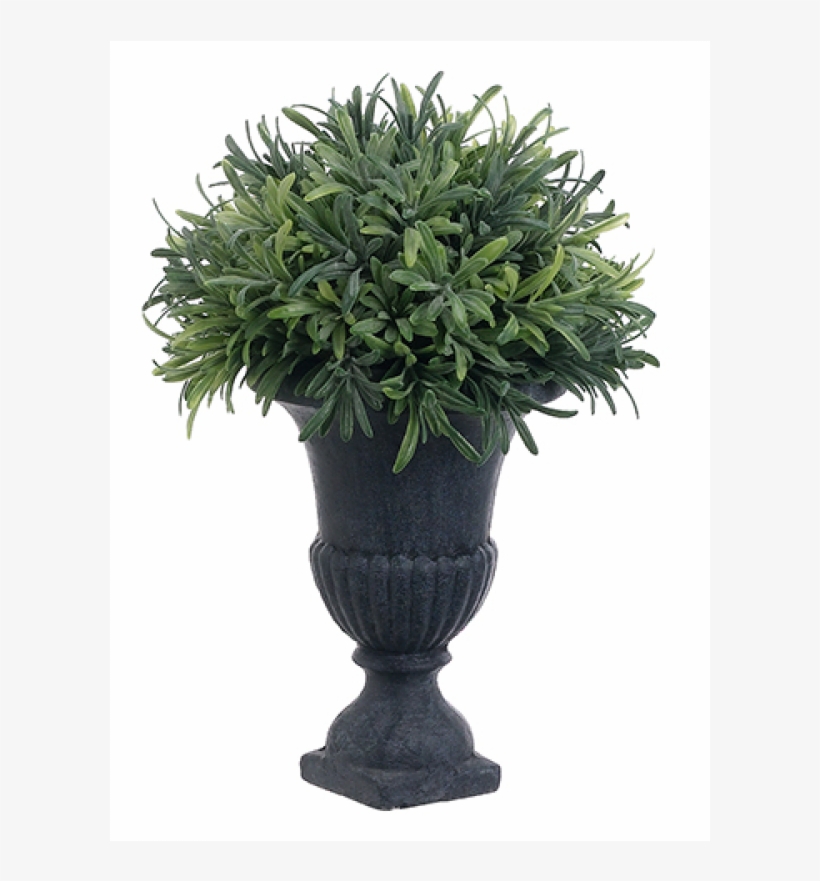 11" Rosemary Ball Topiary In Urn Frosted Green - Inch, transparent png #4575281