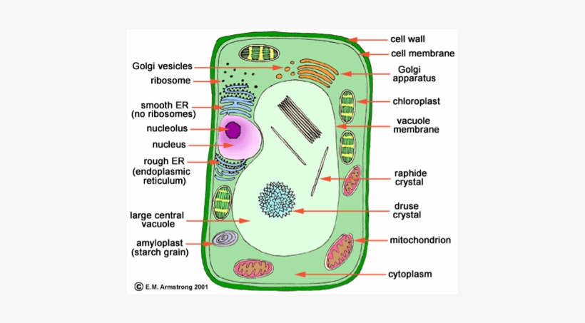 3 Major Differences Between Plant And Animal Cells - Microfilaments In Plant Cell, transparent png #4575528
